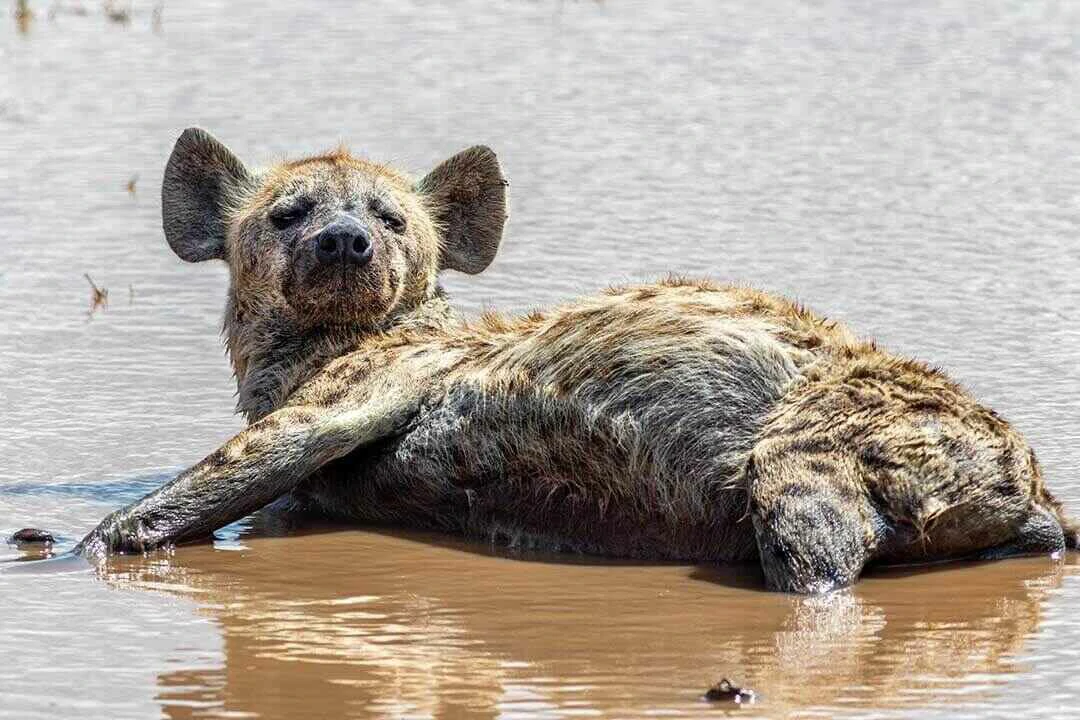 spotted hyena in water